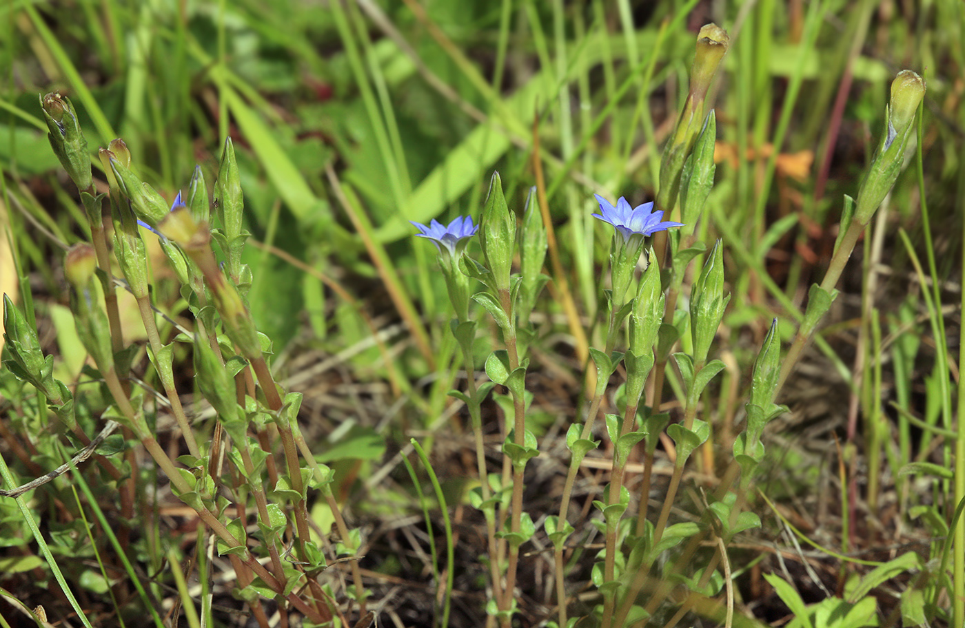 Изображение особи Gentiana pseudoaquatica.