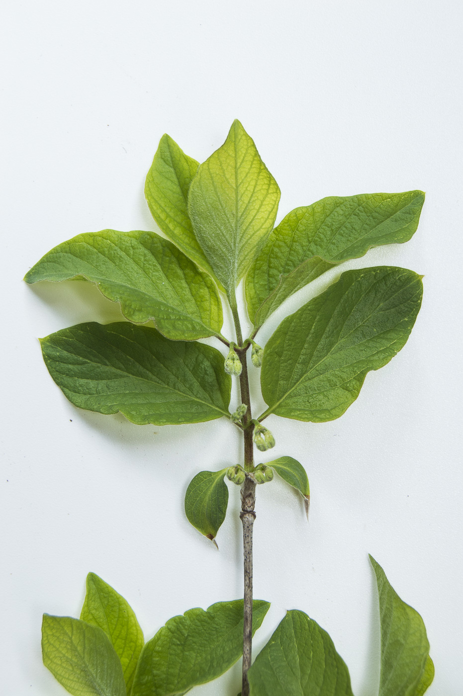 Image of Lonicera xylosteum specimen.