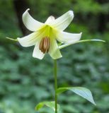 Lilium monadelphum