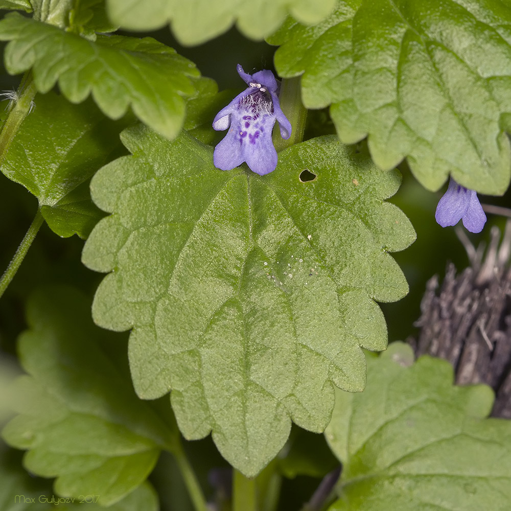 Изображение особи Glechoma hederacea.