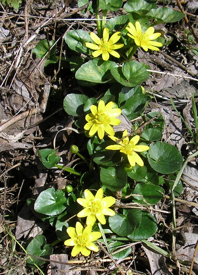 Image of Ficaria calthifolia specimen.