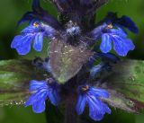 Ajuga reptans