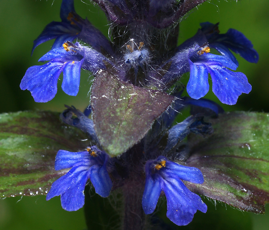 Image of Ajuga reptans specimen.