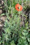 Papaver stevenianum. Цветущее растение на ракушечном пляже. Крым, Арабатская стрелка, окр. с. Соляное, на берегу южного плеса зал. Восточный Сиваш. 30.05.2017.