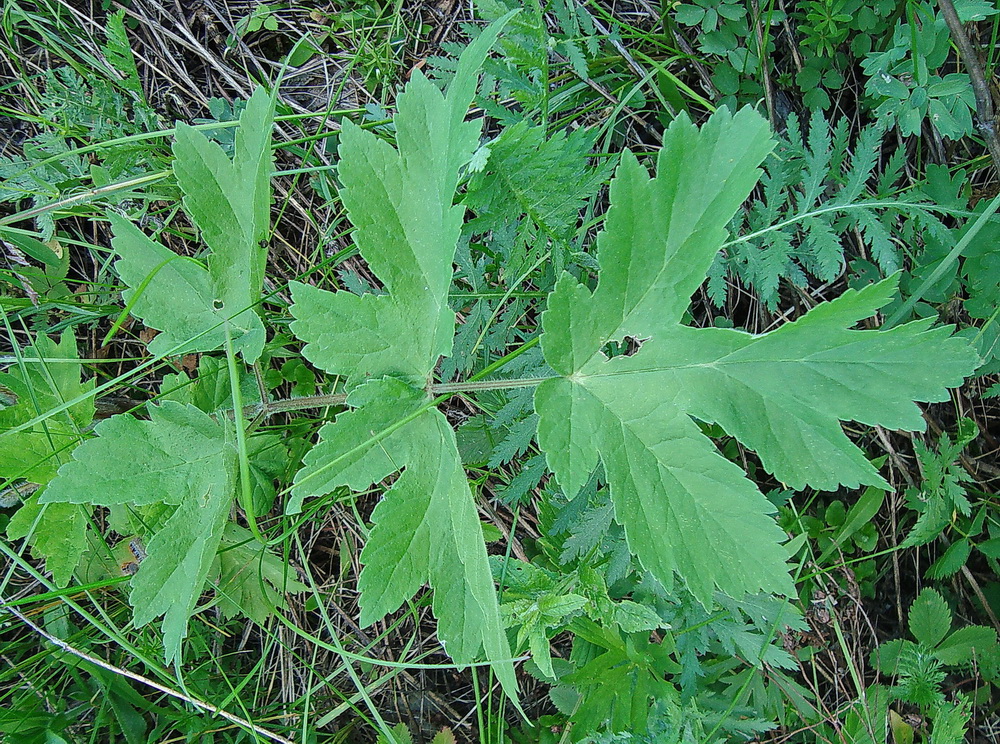 Image of Heracleum sibiricum specimen.