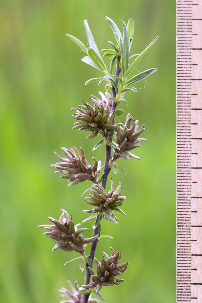 Image of Salix rosmarinifolia specimen.