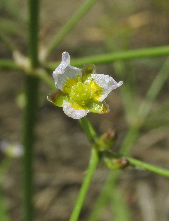 Изображение особи Alisma lanceolatum.