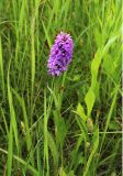 Dactylorhiza baltica. Цветущее растение. Московская обл., Одинцовский р-н, г. Кубинка, полигон НИИБТ, заболоченная танковая колея. 02.07.2017.