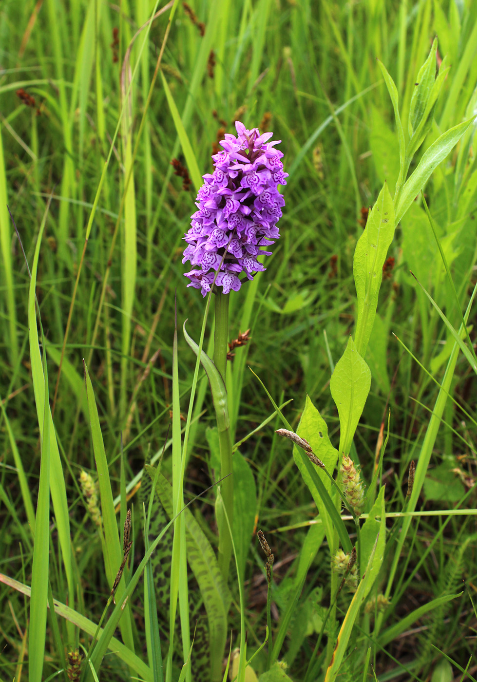 Изображение особи Dactylorhiza baltica.