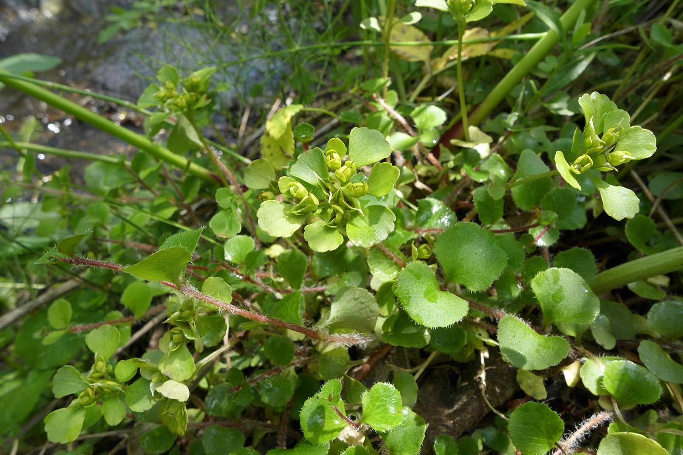 Image of Chrysosplenium woroschilovii specimen.