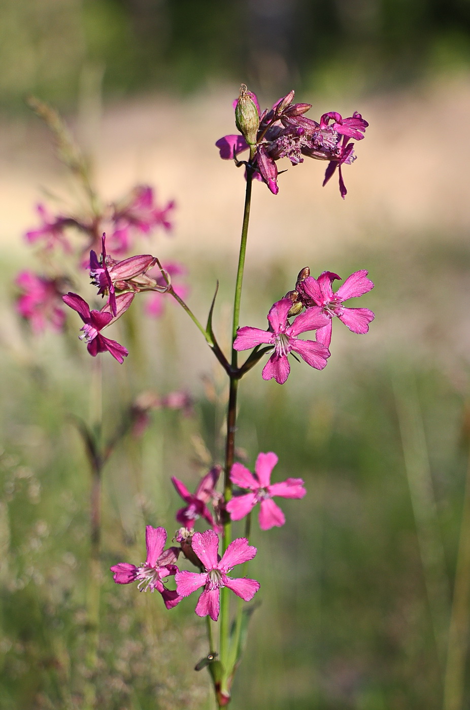 Изображение особи Viscaria vulgaris.