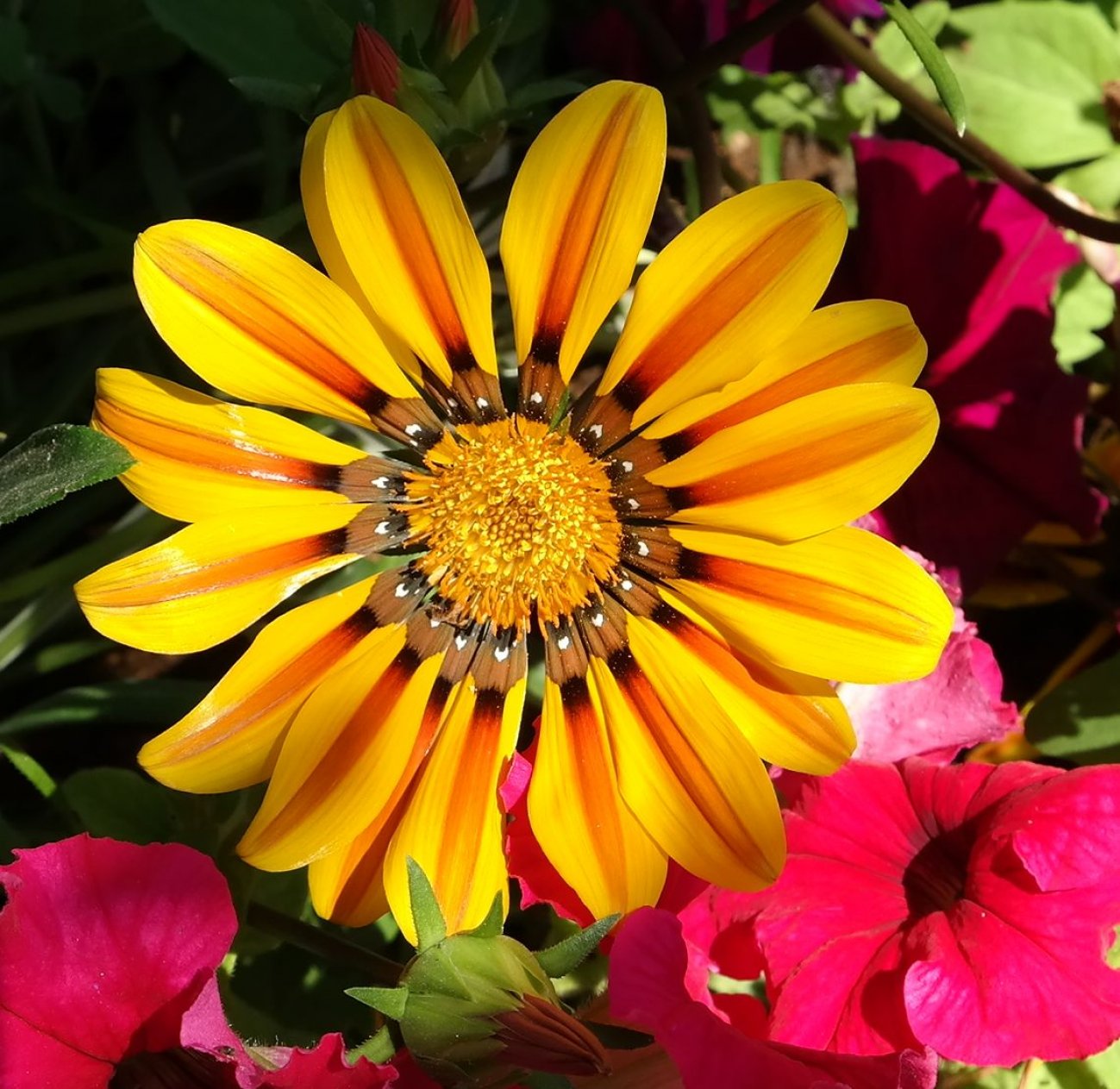 Image of Gazania × hybrida specimen.