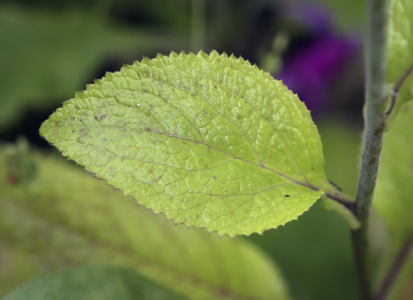 Изображение особи Digitalis purpurea.