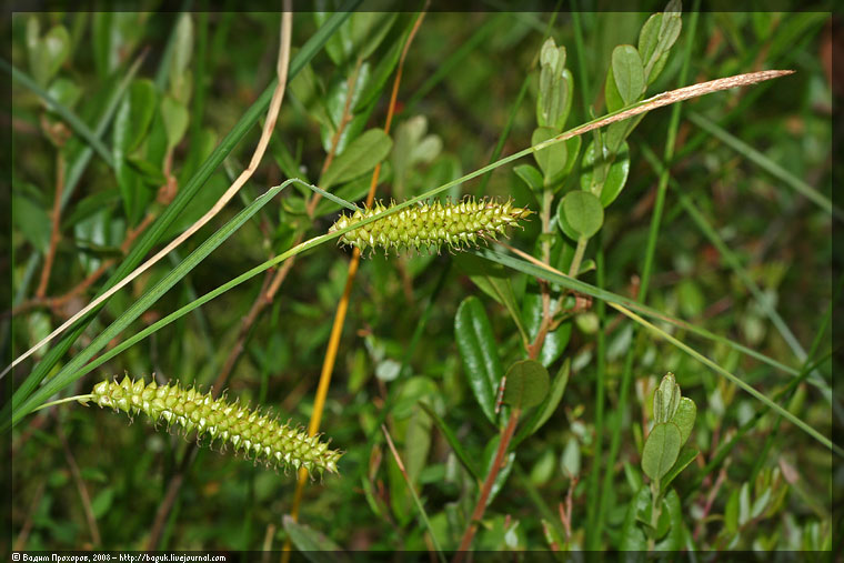 Изображение особи Carex rostrata.