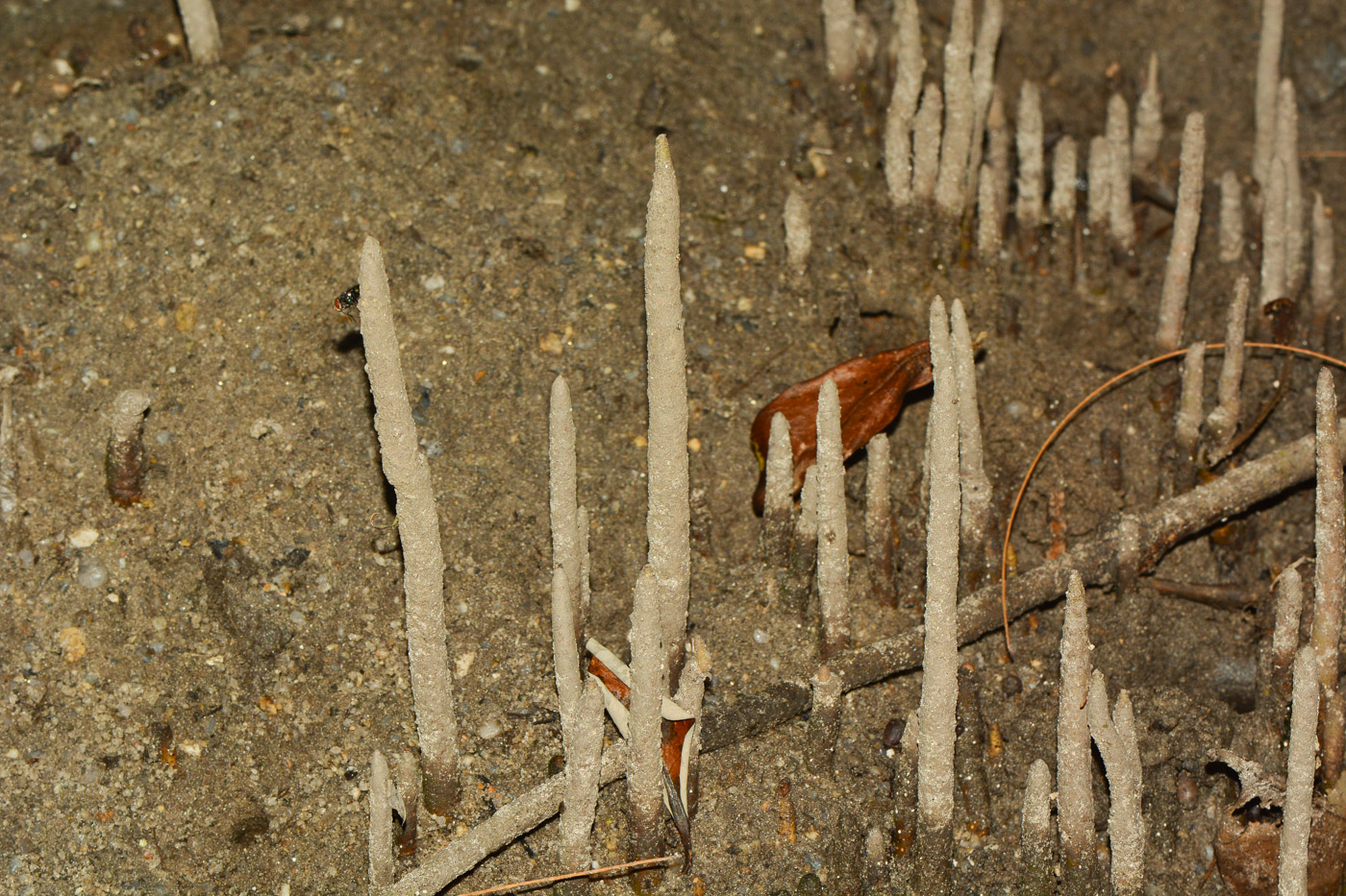 Image of genus Rhizophora specimen.