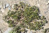 Portulaca oleracea