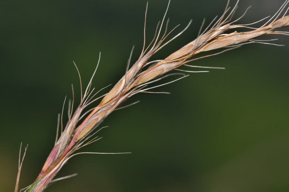 Изображение особи Elymus ciliaris.