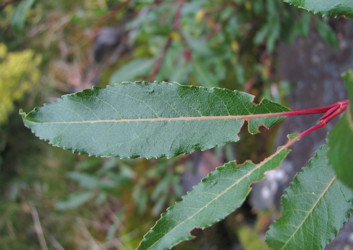 Изображение особи Salix kazbekensis.