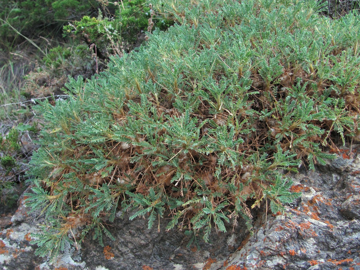 Image of Astragalus aureus specimen.