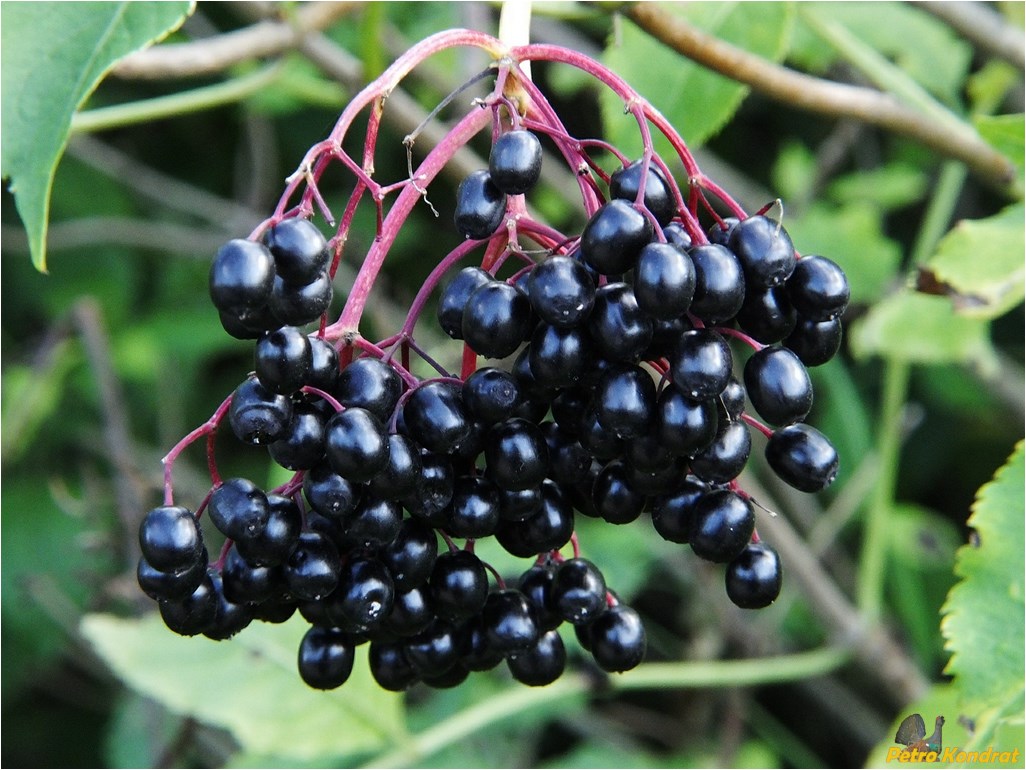 Image of Sambucus nigra specimen.