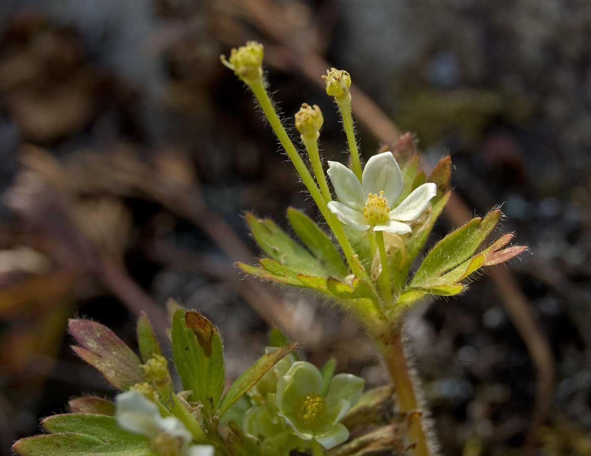 Image of Anemonastrum biarmiense specimen.