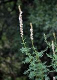 Myricaria bracteata. Верхушки побегов с соплодиями. Таджикистан, Фанские горы, долина р. Чапдара, ≈ 2500 м н.у.м., берег реки. 03.08.2017.