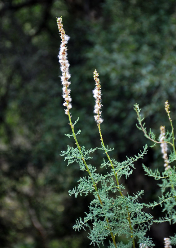 Изображение особи Myricaria bracteata.