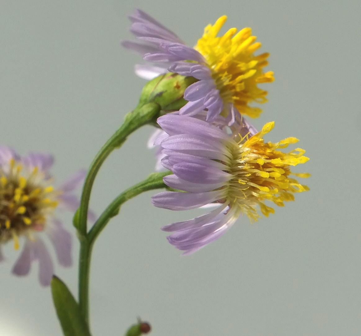 Image of Tripolium pannonicum specimen.