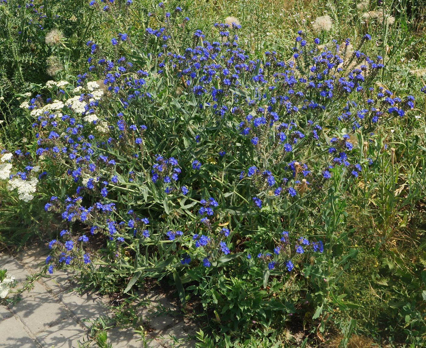 Изображение особи Anchusa officinalis.