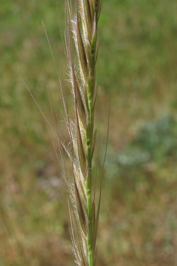 Image of Vulpia ciliata specimen.