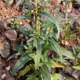 Erysimum cheiranthoides. Нижняя часть растения с пазушными соцветиями. Свердловская обл., окр. г. Североуральск, р-н скал Грюнвальдта, обочина дороги. 15.10.2017.