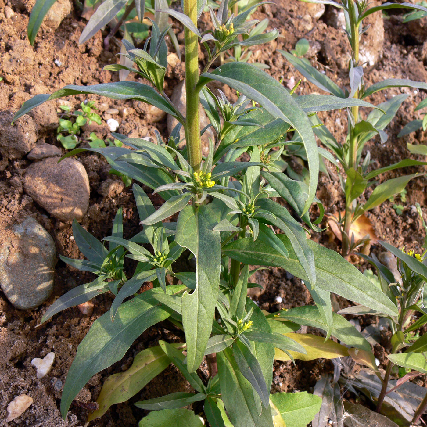 Image of Erysimum cheiranthoides specimen.