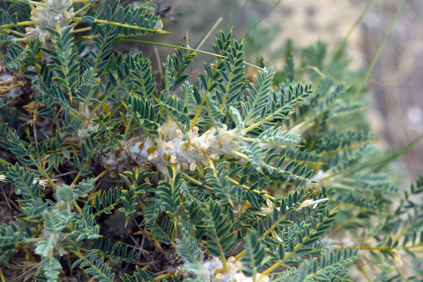 Image of genus Astracantha specimen.