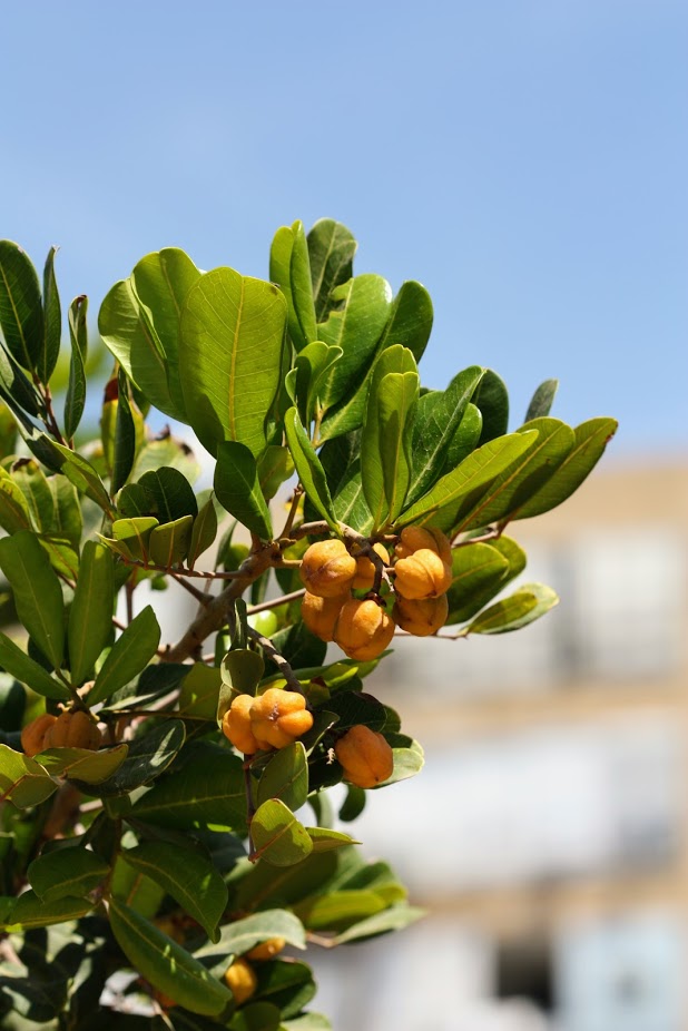 Изображение особи Cupaniopsis anacardioides.