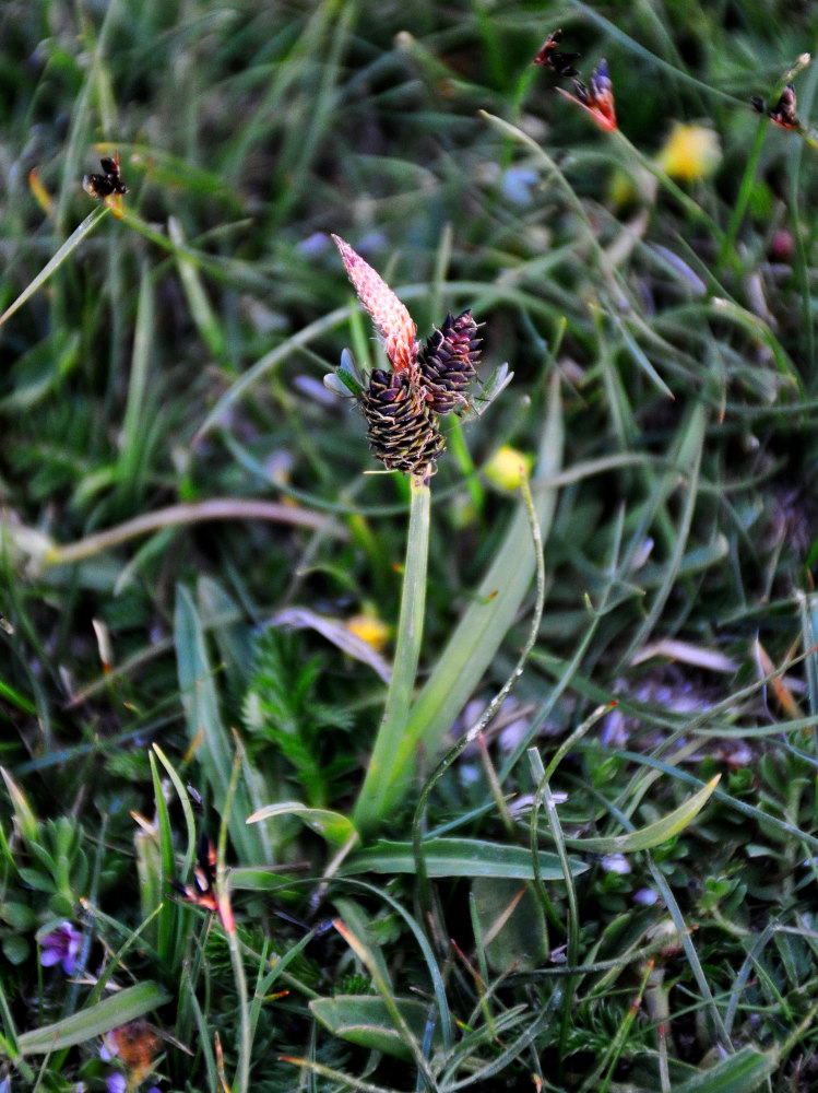Image of genus Carex specimen.