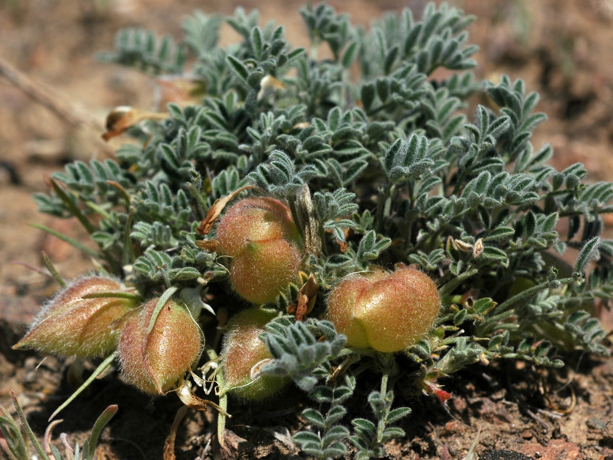 Изображение особи Astragalus pallasii.