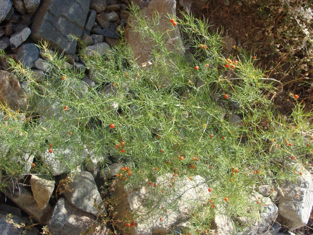 Image of Asparagus persicus specimen.