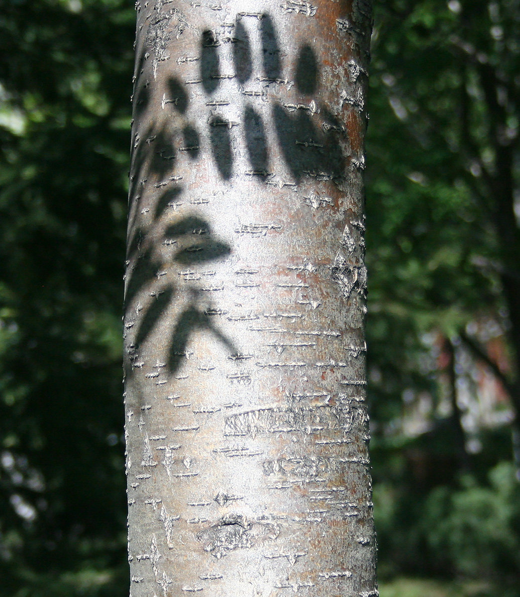 Image of Sorbus aucuparia specimen.