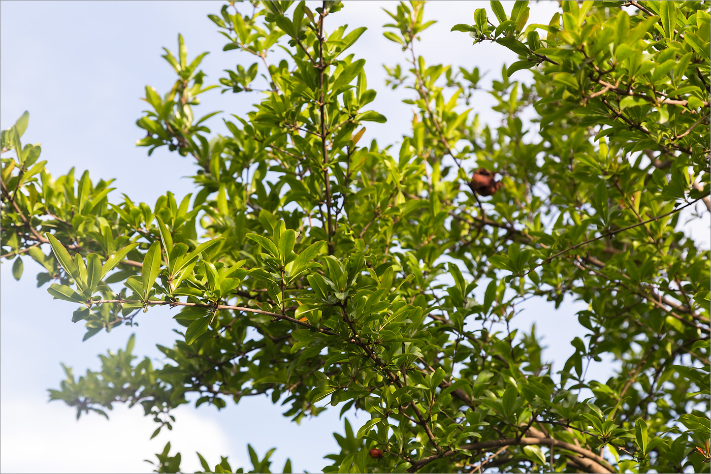 Image of Punica granatum specimen.