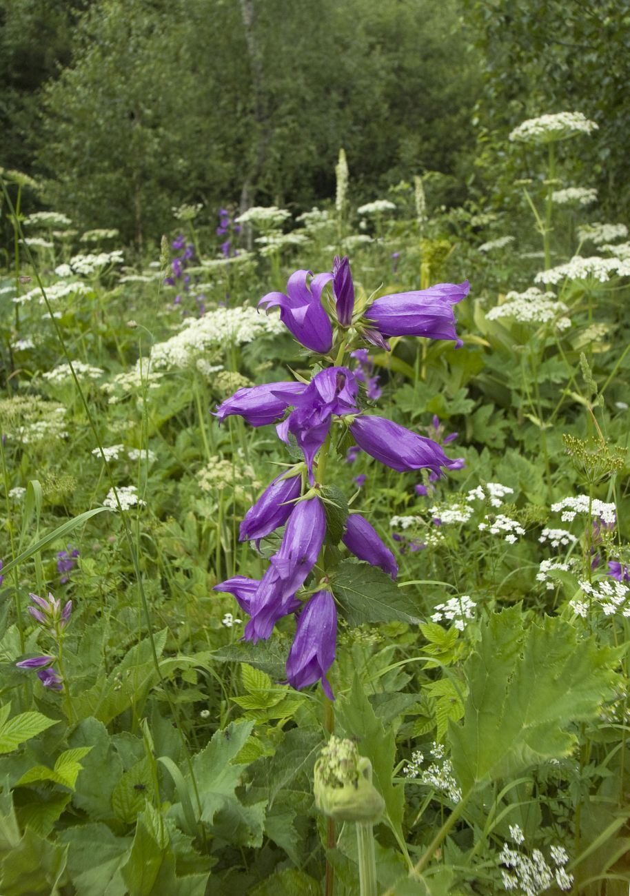 Изображение особи Campanula latifolia.