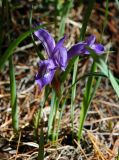 Iris ruthenica