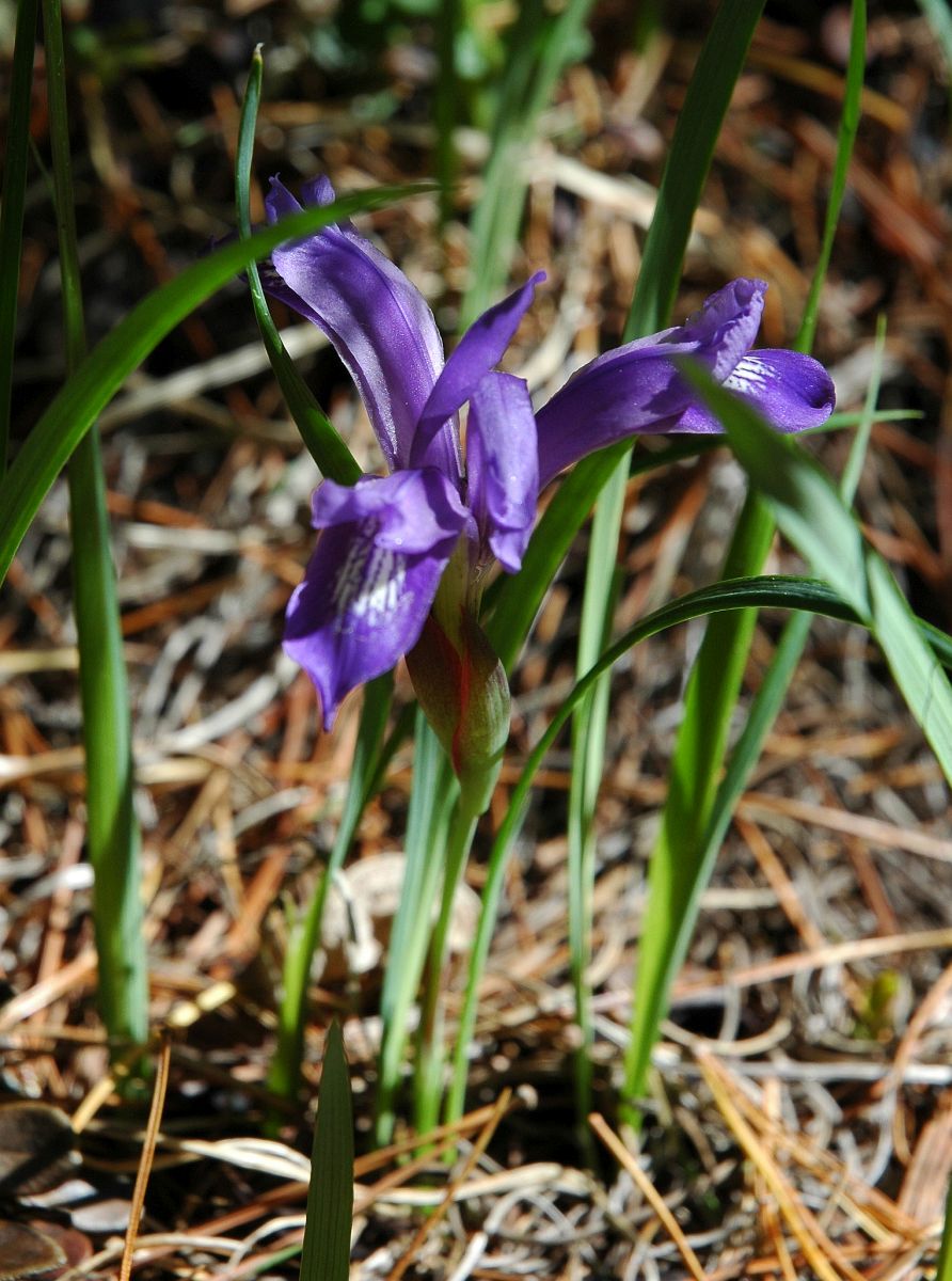 Изображение особи Iris ruthenica.