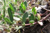 Helianthemum grandiflorum. Нижняя часть побега. Крым, Байдарская долина, каменистый склон в светлом можжевеловом лесу. 21 мая 2010 г.