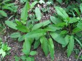 Rumex conglomeratus. Вегетирующие растения. Краснодарский край, Абинский р-н, окр. пос. Новый, широколиственный лес. 16.04.2018.