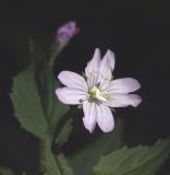 Epilobium montanum