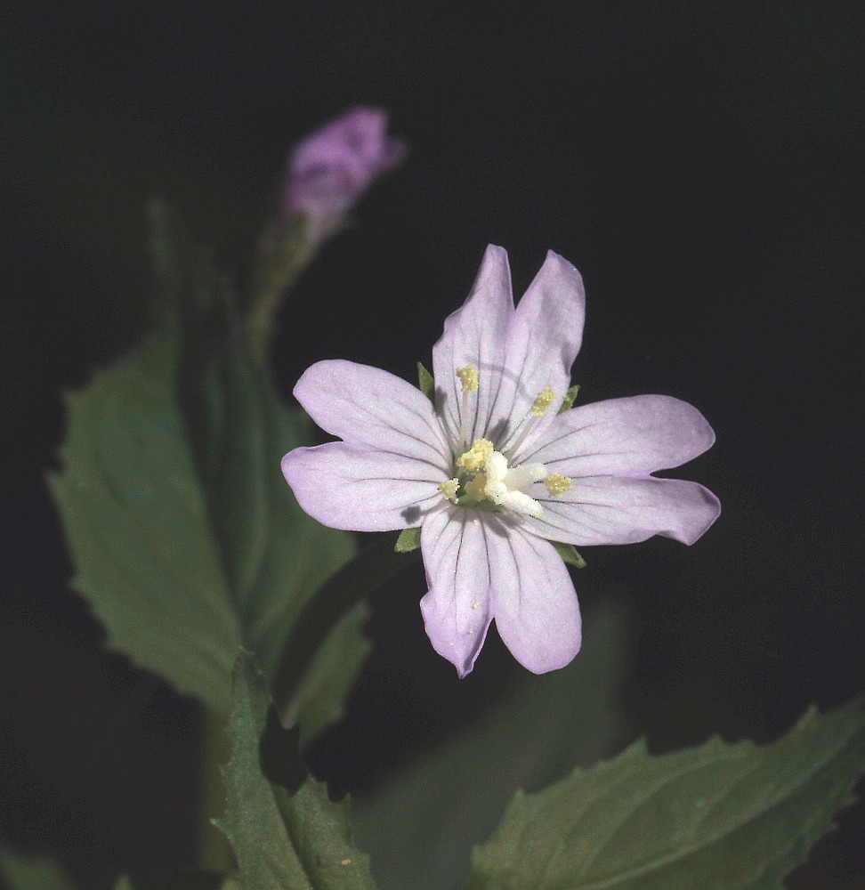 Image of Epilobium montanum specimen.