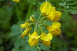 Coronilla coronata. Соцветие (вид сверху). Республика Адыгея, Майкопский р-н, ок. 2,5 км восточнее ст. Даховская, хребет Скалистый (Уна-Коз), поляна среди лиственного леса, у грунтовой дороги. 05.05.2018.