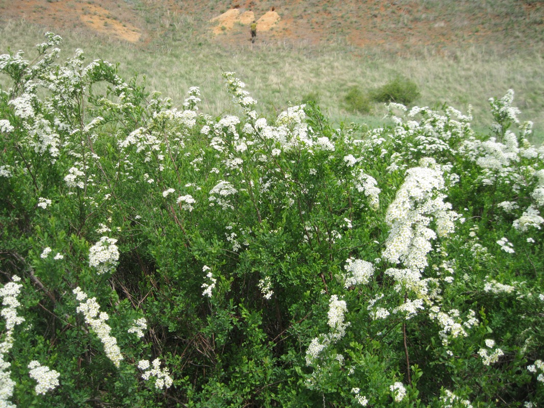 Image of Spiraea hypericifolia specimen.