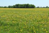 Taraxacum officinale