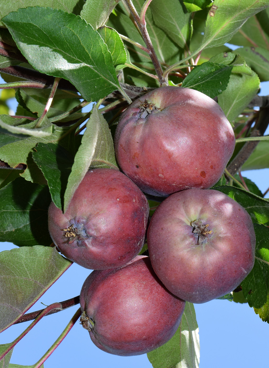 Изображение особи Malus niedzwetzkyana.